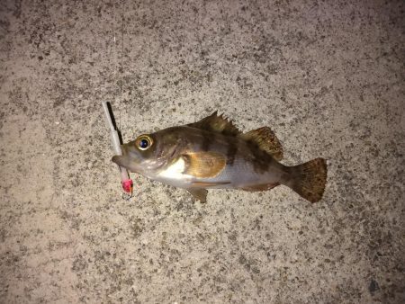 新タックルの鱗付け